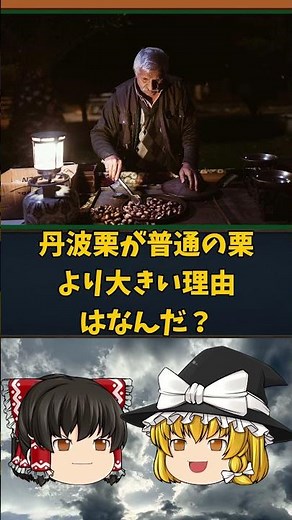 [Slow Commentary Short Part 2] Health and Nutrition of Tanba Chestnuts #shorts