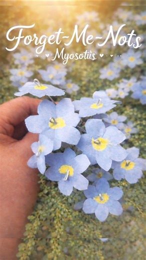 How to make forget -me-nots (Myosotis) flower making with paper|#shorts #trending #viral#shortsfeed