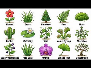 Every type of Plant Explained