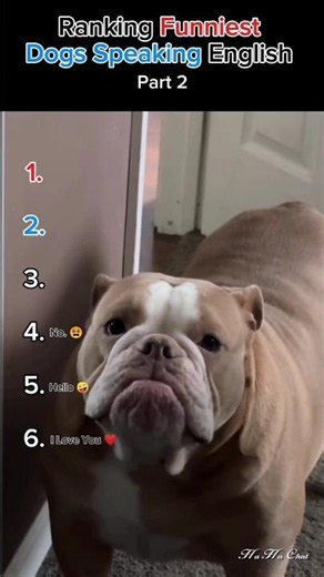 Funniest Dogs Speaking English Moments! 😲🐶 Wait until you hear #1!