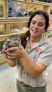 147K views · 3.3K reactions | These little guys may not have crazy sharp teeth, claws, or scales, but they’re still fierce nonetheless 朗朗 hope everyone is having a great start to their week! • • • • • • • #cool #wildlife #awesome #animallovers #wild #animalphotography #reptilesofinstagram #reptiles #frogs #frog #cute #cuteanimals #reels #instareels #animalreels | The Reptile Zoo | Facebook