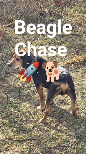 Action-Packed Beagle Chase 🚀🐕 #puppy #beaglecrew #howtotrackarabbit #hunting