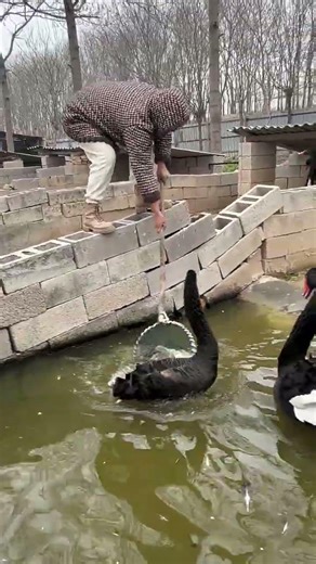 😲 Baby Black Swan Caught in Cage! 🐦💖 #villagelife #blackswan #birds