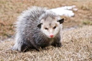 Do Possums Attack, Kill, or Eat Chickens?
