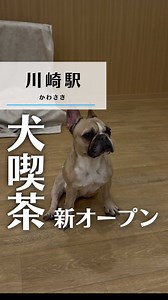 \\犬と猫に癒されるカフェ🐶🐱/ ▼今回紹介した場所 ・ANELLA CAFE 川崎駅前店 📍住所 神奈川県川崎市川崎区貝塚2-2-1 ディザイアパレス1F 🚶アクセス 川崎駅 徒歩14分 川崎新町駅 徒歩11分 📞電話 070-8579-0695 🕛営業時間 平日 12:00〜18:00 土日祝 11:00〜18:00 🙏定休日 不定休 💰料金 【平日】 大人 30分 1,000円 子供 30分 500円 【土日祝】 大人 30分 1,200円 子供 30分 600円 ※小学生未満無料 🅿駐車場 なし（近隣コインパーキング） ▼たくぽんから一言 犬と猫どちらとも触れ合える珍しいカフェ！フレンドリーな子が多くて、おもちゃで遊んでくれたり膝に乗ってきたりと本当に癒されます。30分1,000円から利用できるので、ちょっとした空き時間にもおすすめ。スタッフさんも優しくて遊び方を丁寧に教えてくれるので初めてでも安心です。犬派も猫派も楽しめる癒し空間でした！ ======= ▼たくぽんの挑戦 SNSから川崎を盛り上げます！ たくぽんの挑戦を応援頂ける方は ▶投稿へのいいね ▶投