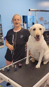 810 reactions · 20 shares | Grooming Snip Itz! How to paint nails. #nailpolish #sparkling #snippet #helpfultips #labrador #yellowlab #doggrooming #creative | Madeline Rothwell | Facebook