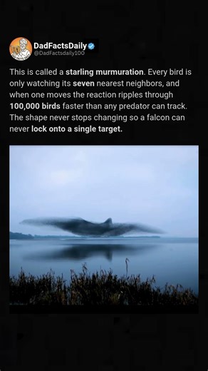 This phenomenon is called Starling Murmuration