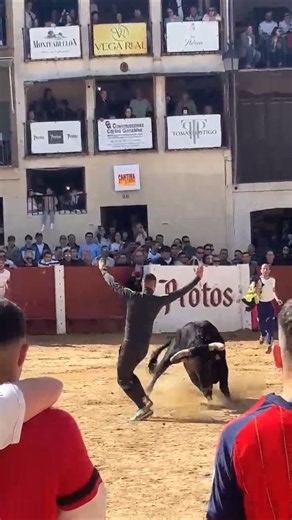 quiebro revuelta revuelta toro bravo Peñafiel #shorts