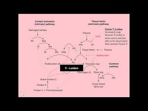 Coagulation Disorders - CRASH! Medical Review Series