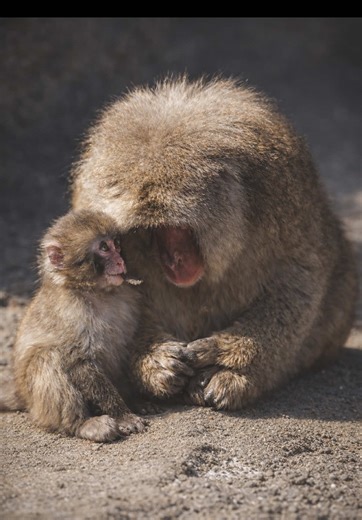 I want to see you become a great leader soon, Punch. 🐒👑 From a tiny baby finding comfort in a plushie “mother” to growing stronger every day, your journey has touched hearts everywhere. One day, the little prince will rise and the world will watch the future king lead with courage, curiosity, and kindness. We’re all cheering for you, Punch. The throne awaits. ✨ #Panchi #Punch #PunchTheMonkey #BabyMacaque #IchikawaCityZoo