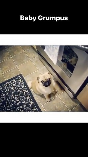 Grumpy Pug on Reels