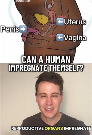 Can a human impregnate themself? Yesterday’s man-with-a-uterus case raised an even bigger question: could someone with both ovaries AND testes do it? Some people with both types of reproductive organs have had children. Could their own sperm fertilize their own egg? That’s where the interesting rabbit report enters the story, and where anatomy alone stops being the answer. #Science #Anatomy #Fertility #Genetics #healthtok