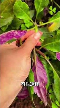 Spring Harvest: Discover Top 5 Wild Vegetables in the Countryside