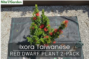 Ixora Taiwanese Red Dwarf Plant 2-pack - Etsy