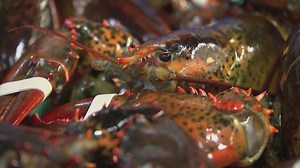 Retailers pull lobster from menus after 'red list' warning