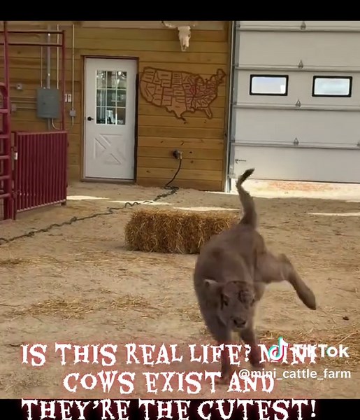 Is this real life? Mini cows exist and they’re the cutest! 😍🐄 #CuteAnimals #BabyCow #CowLove #TinyCow #CutestCow