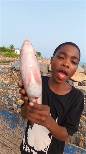 Parrotfish is widely considered a delicacy in many tropical, coastal communities and is prized for its unique culinary qualities. It is a popular, high-quality seafood choice known for its vibrant colors, though it is crucial to consume it from sustainable, reputable sources due to reef conservation needs #foryoupage #fyp #foryou #viralvideo #fishing