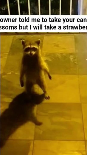 every raccoon in gag #roblox