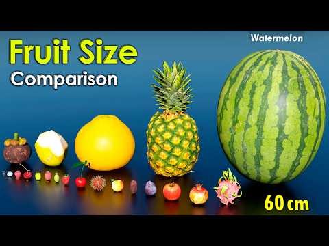 Fruits Size Comparison | Common vs Exotic Fruits