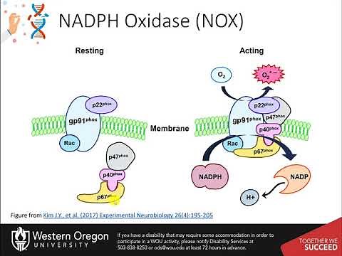 Reactive Oxygen Species