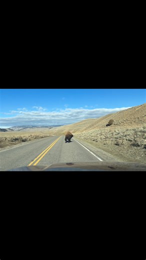 Today in the Lamar Valley in Yellowstone! | Greg Wise