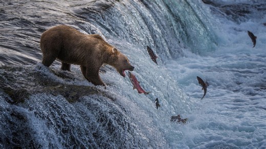 Bear injures US soldiers during training exercise
