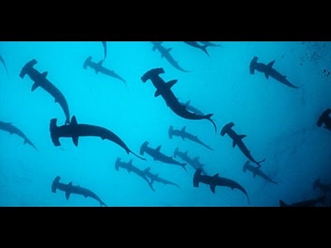 Safe Passage For Sea Creatures | WWF Australia