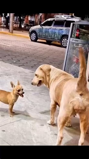 Icyo bita ngo imboga zibona abana😂