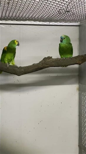 Blue-fronted amazon ready to breed✌️ mashallah