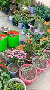 Sunday morning vibes 🟢 the beauty of rural life #villagelife #nature #shortsviral