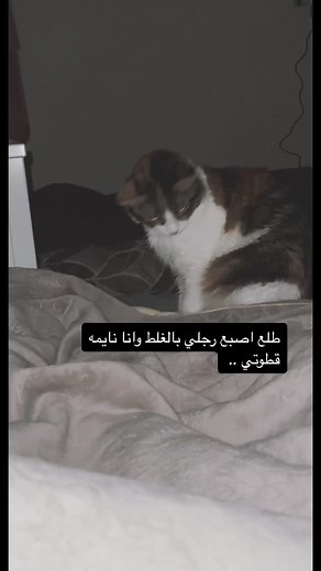 ‏#اكسبلور #قطط #قطوتي