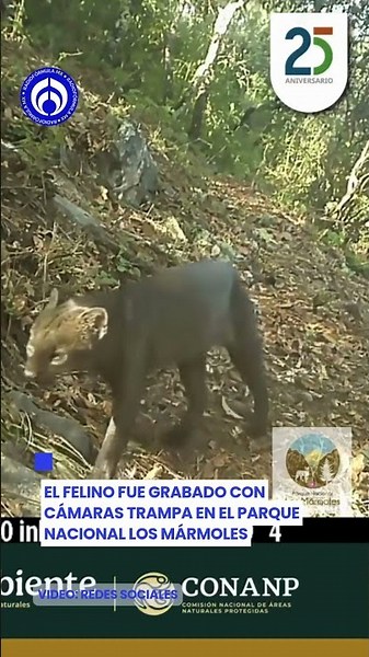 Descubren en Hidalgo a uno de los felinos más raros de México