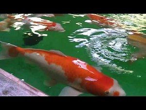 Amazing koi fish pond