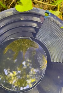 Gold Prospecting in North Carolina - Panning, Sluice Box & Fine Gold Finds!