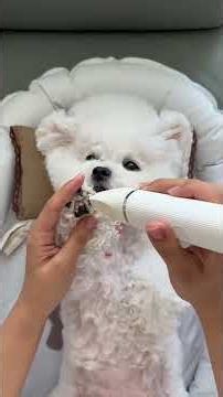 Petit Poilu : un chien choyé comme un roi 👑🐕