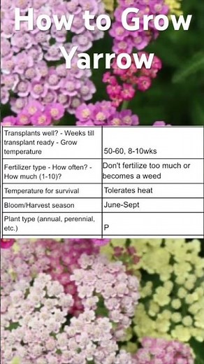 How to Grow Yarrow