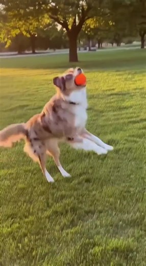 30 day Sora Challenge. Day 9 Here is a fun one with Kenny. If you didn't know you can create additional characters of animals and objects in your profile to have them in your videos. If you think your AI Avatar is to fat or too skinny you can also control that (just a bit) by adding your weight to the prompt. You'll have to test several values to get to where you want it to be. Prompt and instructions in the comments. 👇 | Richard Arthur Osterude