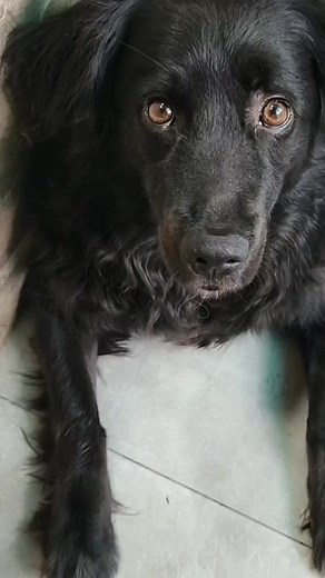 24K views · 2.3K reactions | Alto  #labradorofficial #labradorworld #labradorblack #labradorita #labradores #labradore #labradora | tinasteff | Facebook