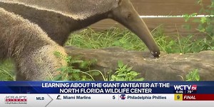 Meet Bumi: The North Florida Wildlife Center gives us an inside look at the giant anteater’s exhibit