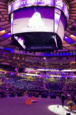 Westminster Dog Show Highlights: Penny, a Statuesque Doberman Pinscher, Captures Best in Show