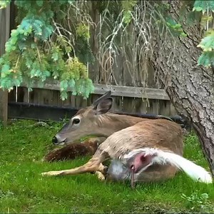 Incroyable cerf de Virginie entrain de donner naissance.￼ Kilo de Fruits Bénin | Agriculteurs Modernes