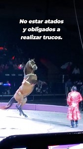 Los caballos, animales majestuosos, ¡no deben estar dentro de una carpa de circo forzados a realizar trucos humillantes! Deberían correr libremente por vastas llanuras y praderas 😔 Nunca compres un boleto para circos que explotan animales. | PETA Latino