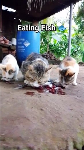 Cat eating fish 🐟😺