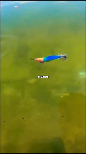 99.9% of Anglers Don’t Know This Shallow Water Squid Fishing Secret