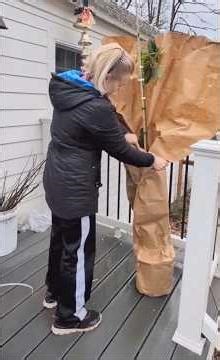 Unboxing my cold-hardy avocado tree! 😁