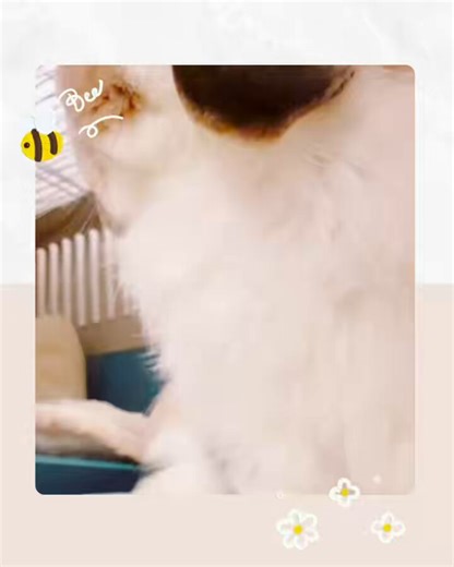 パワフルパフたん🐶♡(元気にお留守番してくれてて良かった…！✨)𖡼.𖤣𖥧#うさぎのいる暮らし #コットンパフの日常