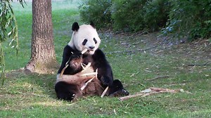 Smithsonian's National Zoo reopens in DC