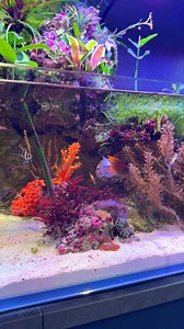 Some people asked about the dwarf angel we added to the saltwater aquarium a while back, it’s doing FANTASTIC! Such a cool fish! 😎🤩 #aquarium #fishtank #reeftank #saltwateraquarium #saltwatertank | Danny's Aquariums