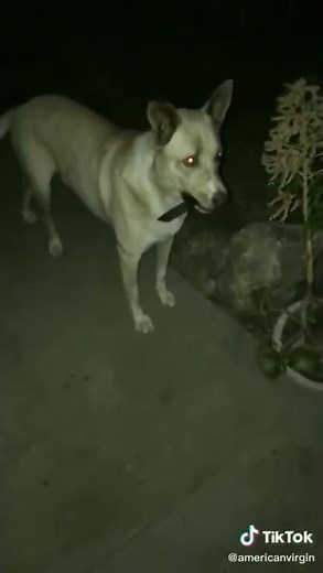 Dog With Knife in Mouth Tiktok