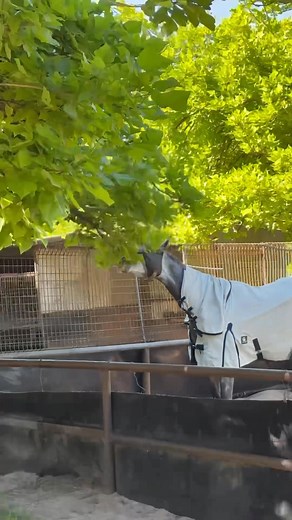 Simone Altieri on Reels